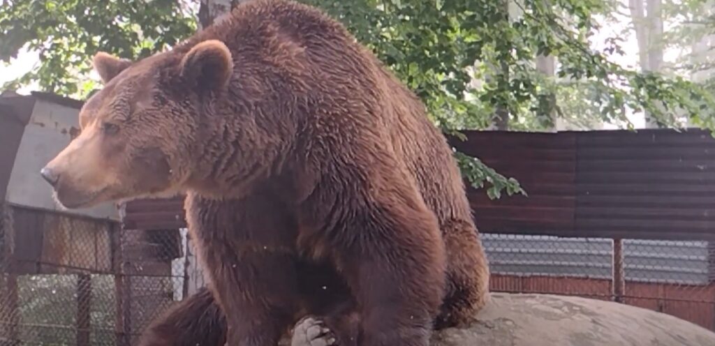 Campanie pentru salvarea ursului Baloo de la Straja. În ce condiții precare trăiește cunoscutul animal