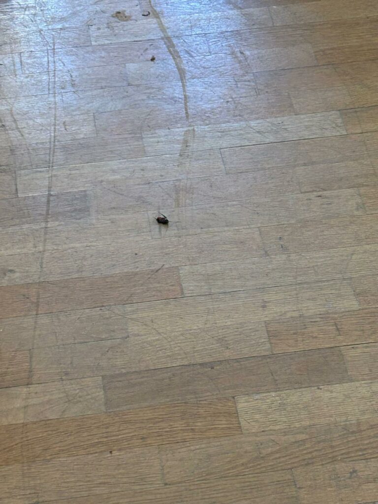 Invazie de ploșnițe și temeri privind lipsa căldurii la Universitatea de Arhitectură „Ion Mincu”