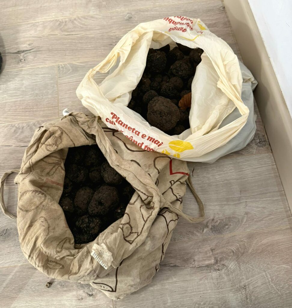 Suceava: Trufe în valoare de 10.000 de lei, recoltate ilegal, confiscate de jandarmi
