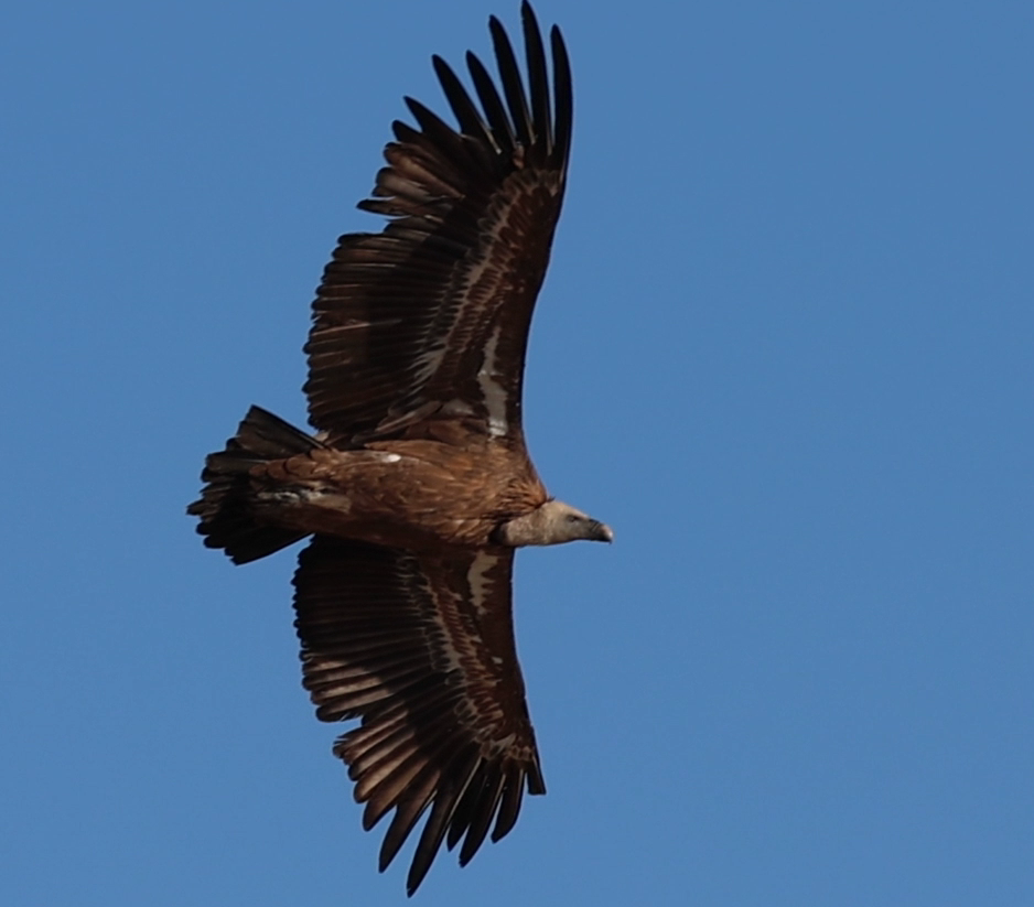Vulturul sur revine în România, după peste 70 de ani. Proiect de reintroducere în Munții Făgăraș