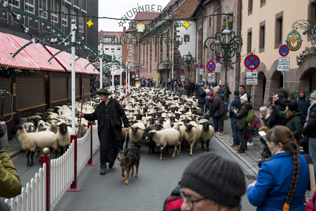 Eveniment inedit în Germania. Sute de oi trec prin centrul orașului în drumul spre locurile de iernat
