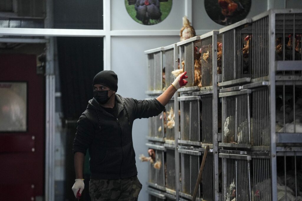 Avertismentul Institutului Pasteur din Franța: Virusul gripei aviare ar putea provoca o pandemie mai gravă decât COVID dacă suferă mutații