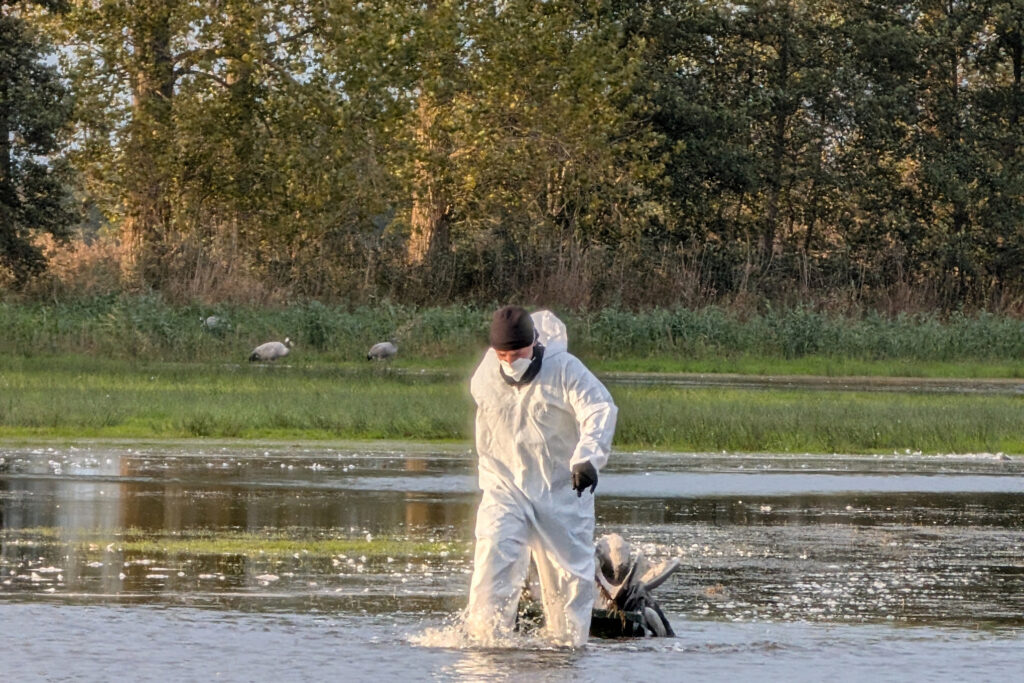 Primul deces uman cauzat de virusul gripei aviare H5N5 înregistrat în SUA