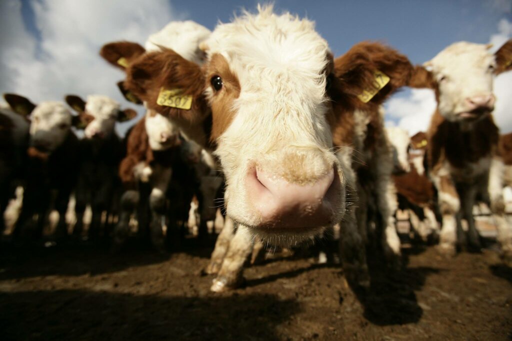 România este pe primul loc în Uniunea Europeană la exportul de cereale și înregistrează recorduri istorice în comerțul de carne de pasăre și animale vii