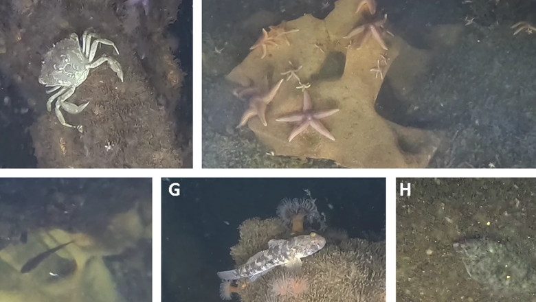 Ecosistem unic în Golful Lübeck: Munițiile naziste scufundate au devenit un „recif” plin de viață