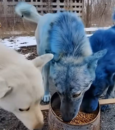 Misterul câinilor albaștri de la Cernobîl ar fi fost rezolvat