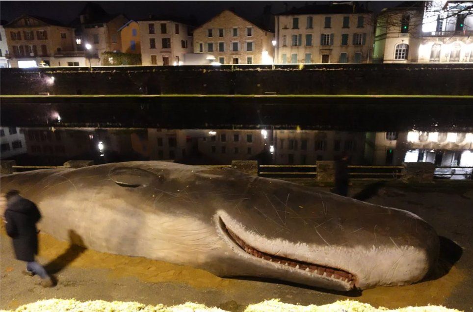 Cum a fost posibil ca un cașalot să eșueze într-un oraș situat la mai mult de 200 km de mare
