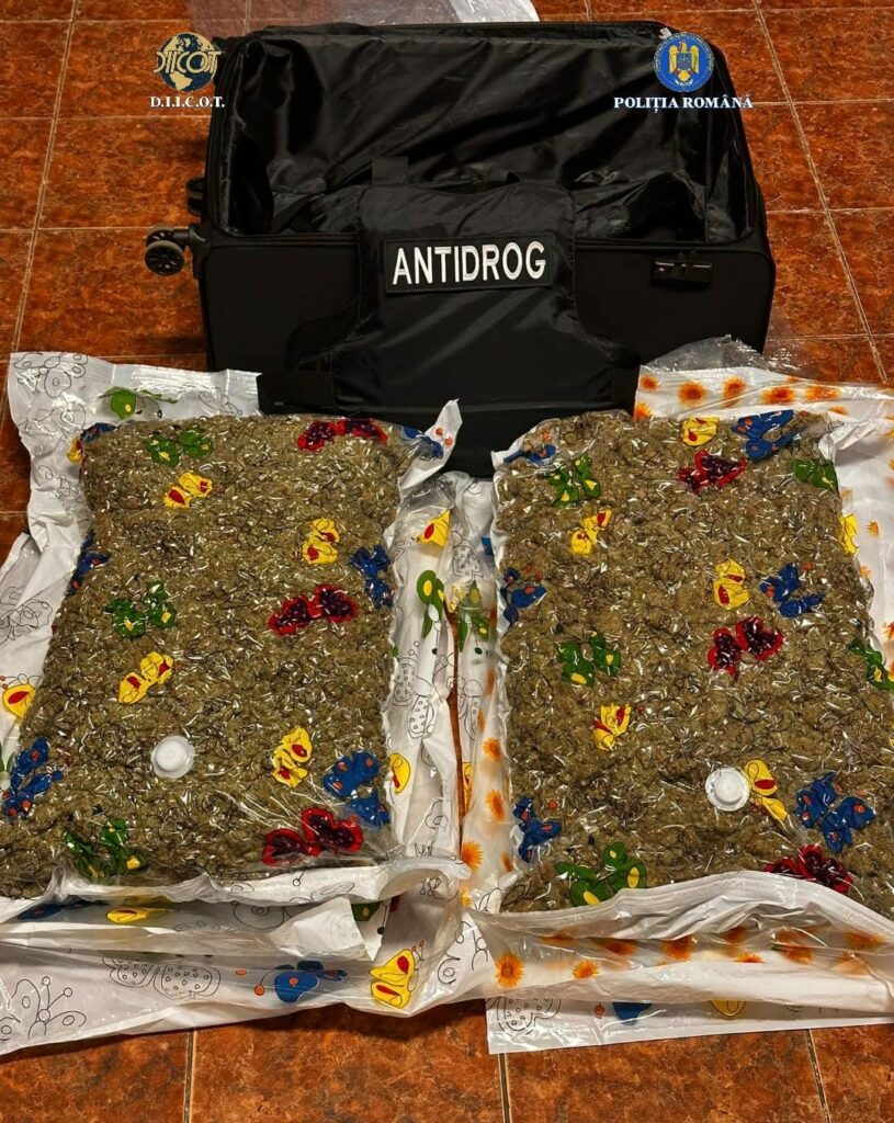 15 kilograme de canabis în saci vidați – descoperire a DIICOT la Cluj