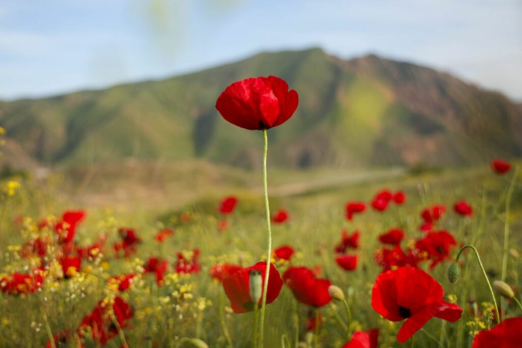 CIA ar fi desfășurat timp de peste un deceniu o operațiune secretă în Afganistan, cu efecte asupra reducerii cultivării de opiu