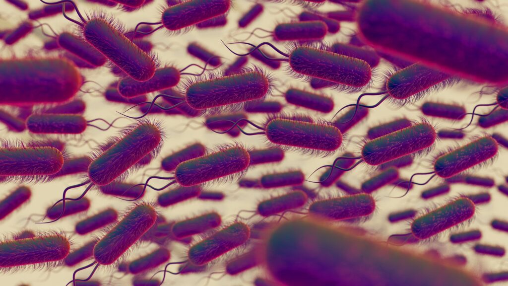 Efecte metabolice surprinzătoare. Microbiomul intestinal transformat în fabrică de longevitate