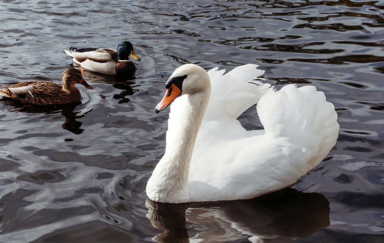 Elveția extinde măsurile împotriva gripei aviare. Virusul circulă în toată Europa