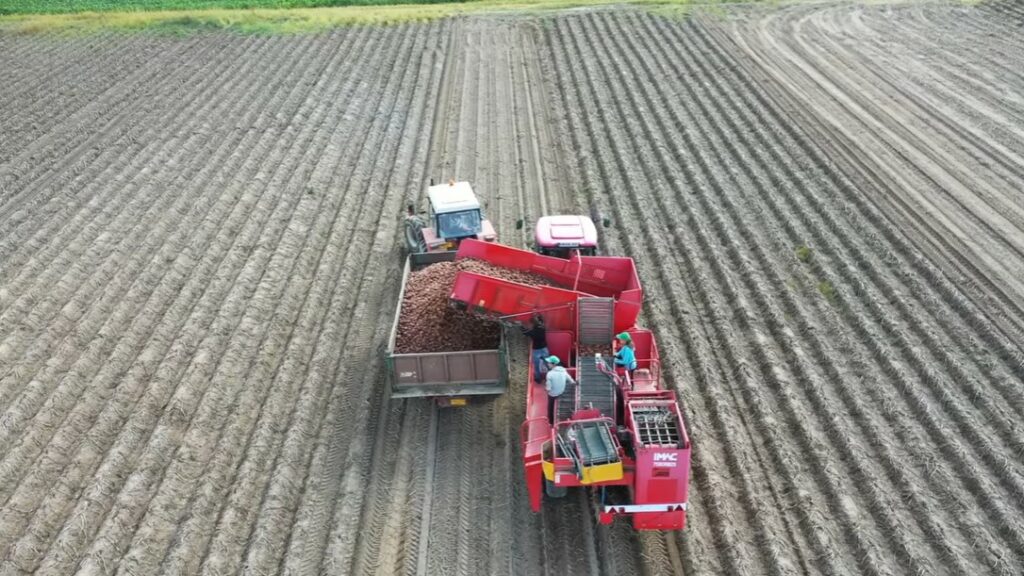 Fermierii români adoptă soluții biologice pentru o productivitate mai rezilientă și mai ridicată a culturii de cartofi