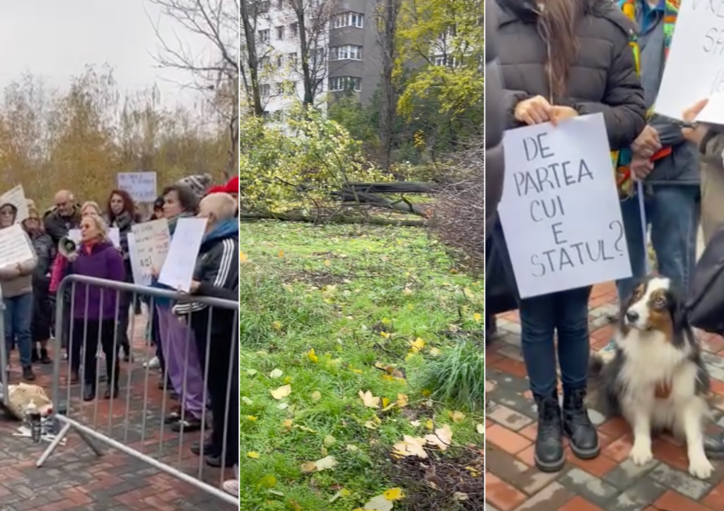 Amenzi record după ultimele tăieri ilegale în IOR. Comunitatea acuză: Statul stă cu mâinile încrucișate