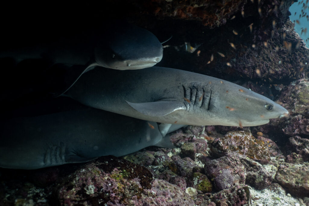 Un rechin a ucis o persoană și a rănit grav o alta, în Australia