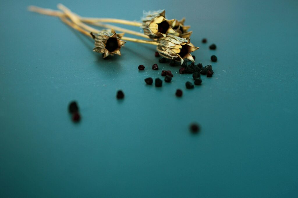 „Aurul negru”, condimentul milenar care îmbunătățește nivelul colesterolului și combate obezitatea