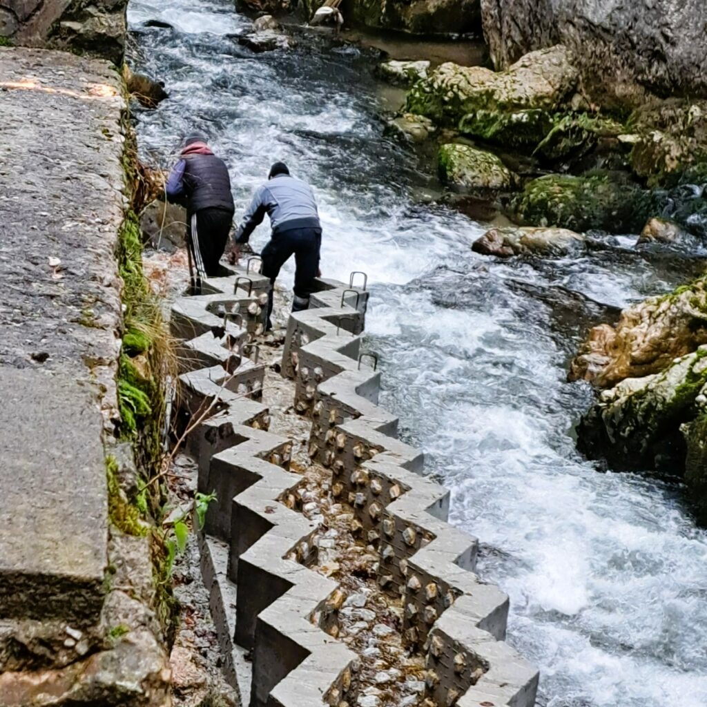 Scări pentru pești construite pe râul Bicaz pentru ca o specie protejată să se poată reproduce