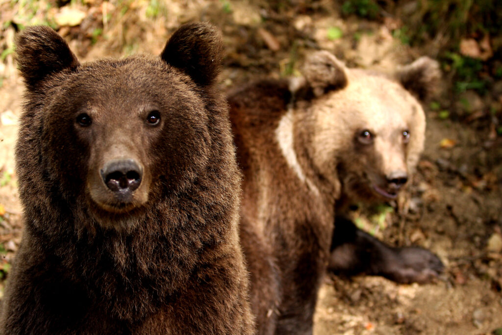Avem cifrele oficiale. Câți urși sunt în realitate în România