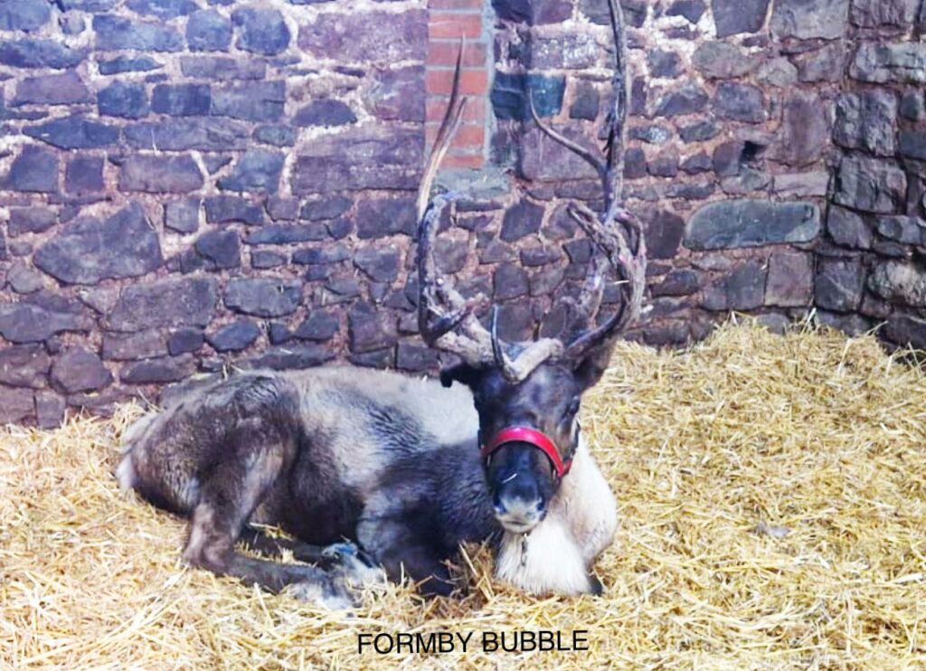 Operațiune masivă de căutare a unui ren în nordul Angliei: Animalul fugise de la un eveniment festiv. Cum s-a încheiat misiunea