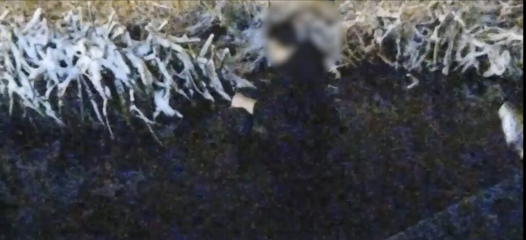 Un bărbat urmărit de o haită de câini a căzut într-un lac din Craiova, unde a rămas blocat în nămol