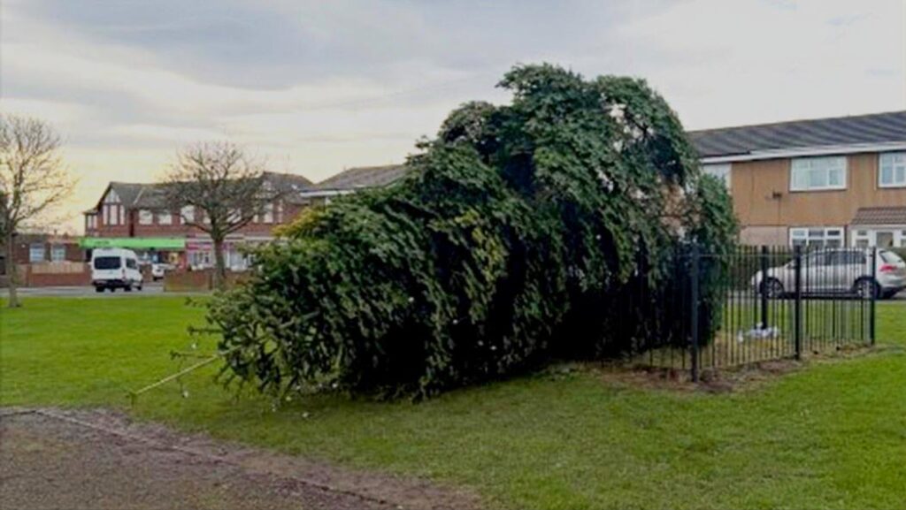 Arestați după ce au tăiat bradul de Crăciun al comunității