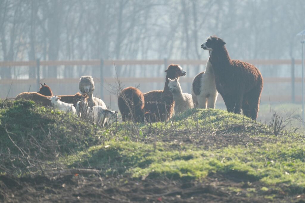Căprioare, capre pitice și alpaca, în parcul unui mare oraș din România. Animalele sunt păzite și hrănite