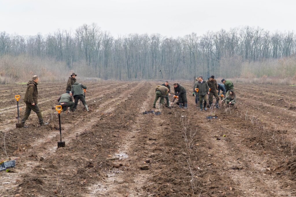 Romsilva anunță că va planta 2,8 milioane de puieți în campania de toamnă