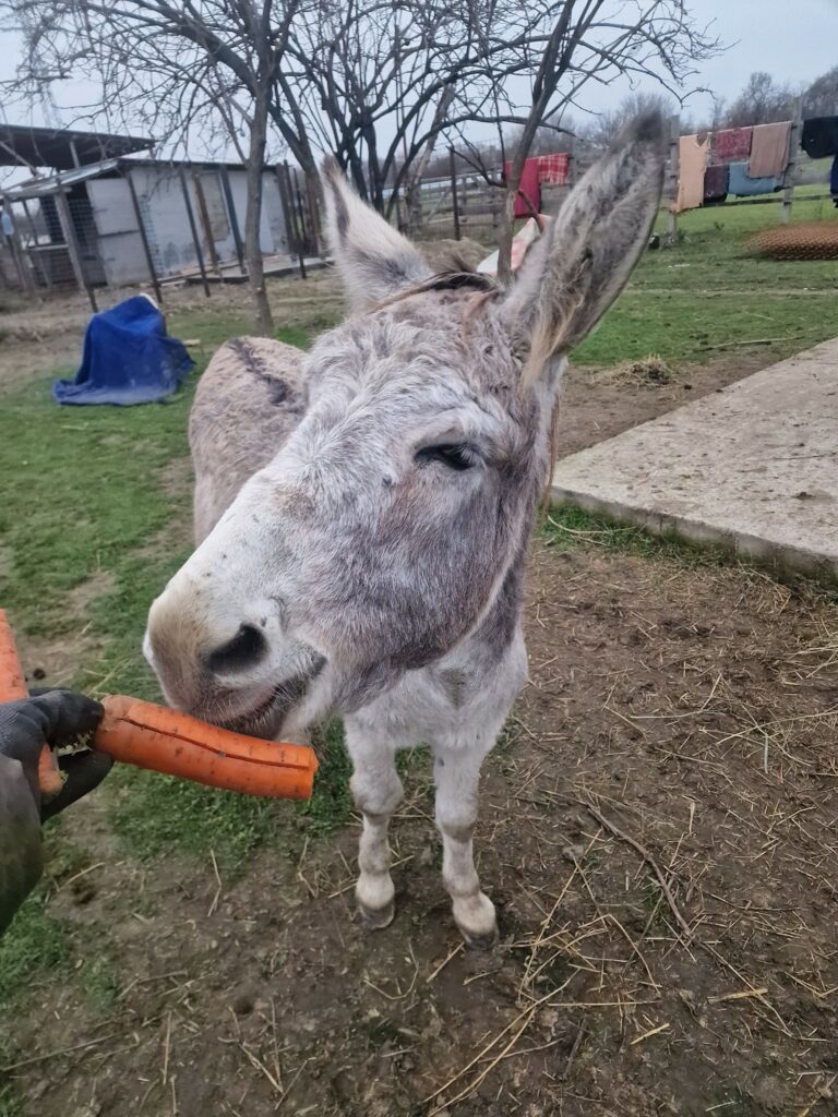 Măgarul Gelu a fost salvat de Crăciun. Animalul slab și înfometat a fost dus la un adăpost din Galați
