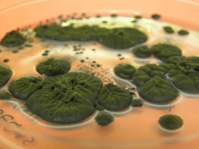 Un fenomen biologic neobișnuit la Cernobîl pune sub semnul întrebării legile naturii