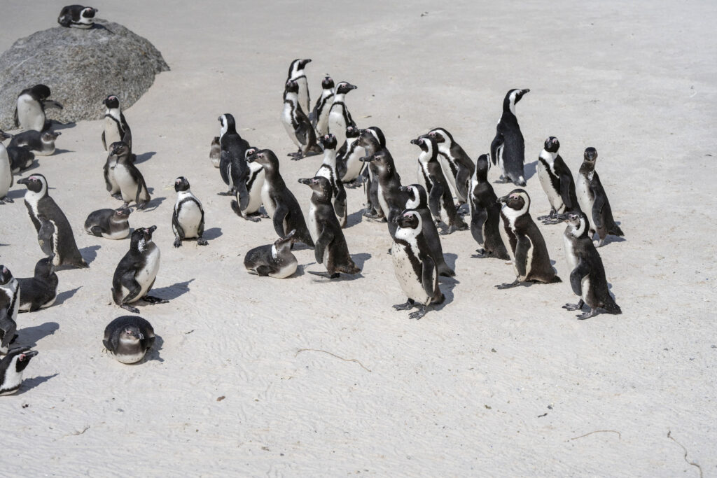 Pinguinii africani sunt decimați de foamete și în pericol de dispariție