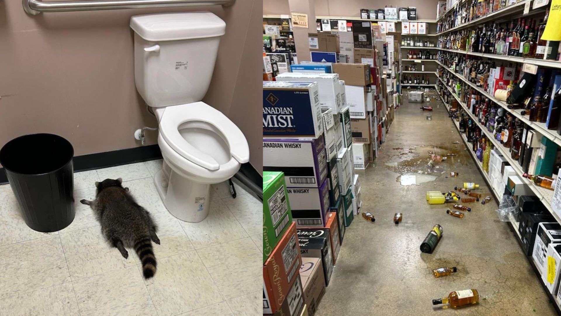 Incident inedit în SUA: un raton a vandalizat un magazin cu băuturi alcoolice, apoi a adormit beat în baie