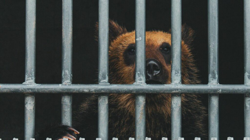 Practică neobișnuită în Coreea de Sud: urșii sunt crescuți în ferme pentru recoltarea bilei