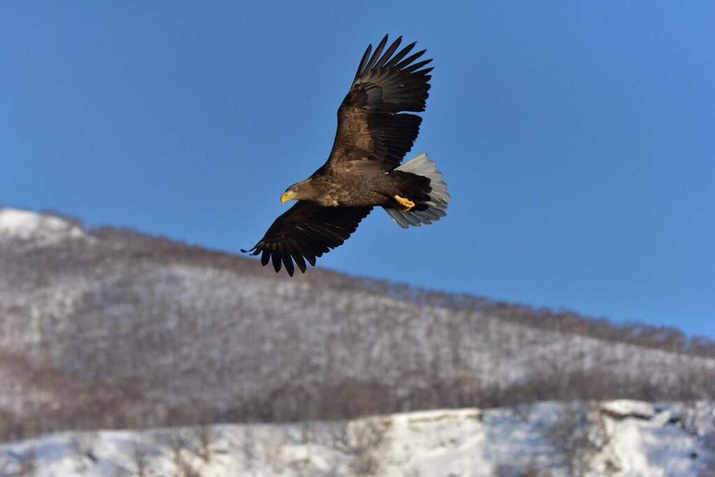 Un parc eolian, închis pe termen lung deoarece un vultur a fost omorât de elicea unei turbine