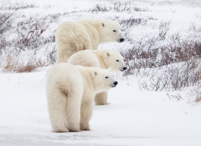 Modificări în ADN-ul urșilor polari ar putea ajuta specia să se adapteze la încălzirea globală