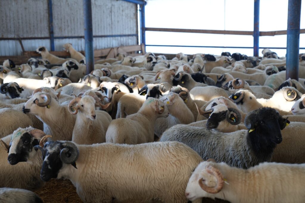 România ar putea exporta oi pentru sacrificat în Algeria, cu prilejul unui mare festival islamic