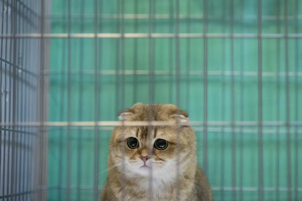 Olanda a interzis deținerea anumitor tipuri de pisici. Cum motivează autoritățile decizia