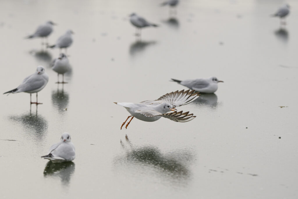 Minus 20 de grade și încă patru zile de ger continuu în România