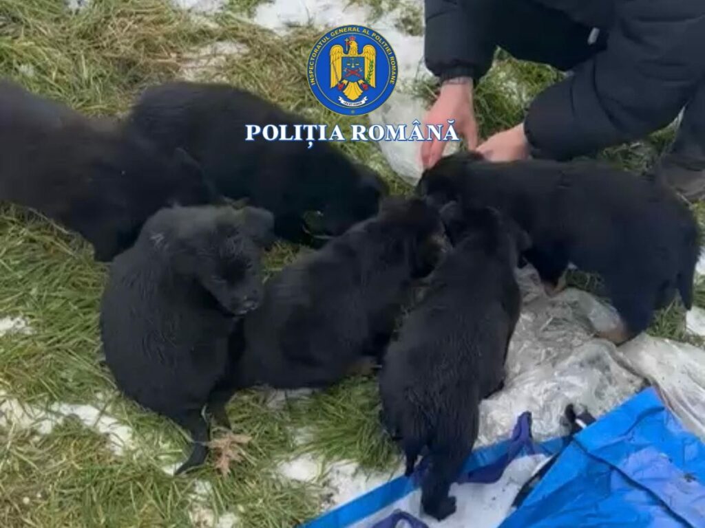 Slatina: Femeie care a pus șase căței într-un sac și i-a aruncat la gunoi, cercetată