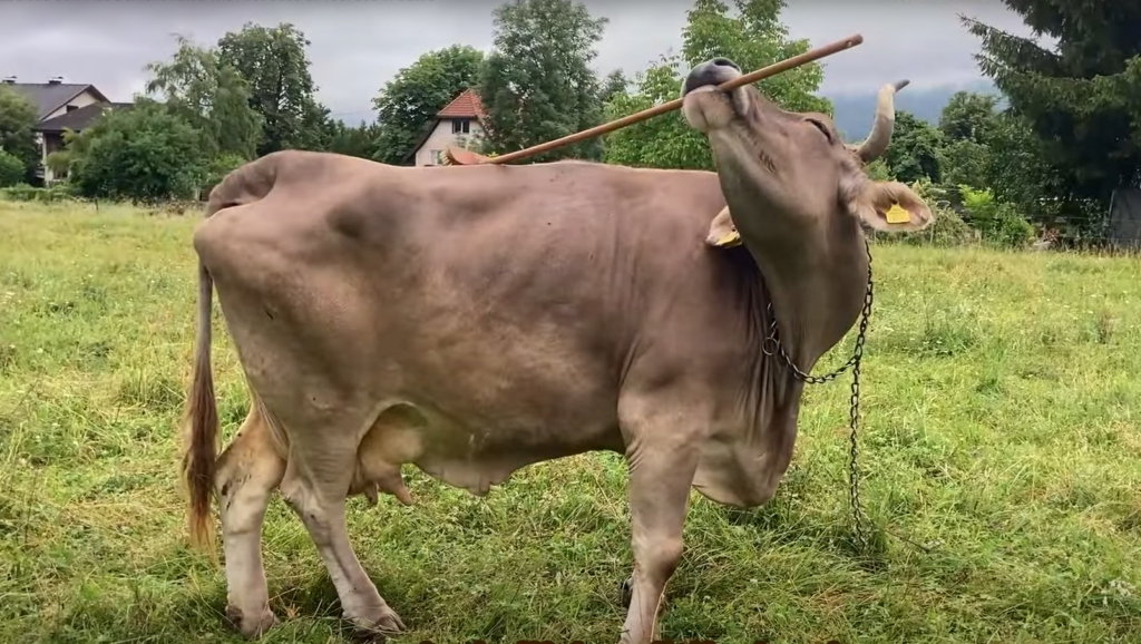 Veronika nu este o vacă oarecare. Este prima bovină despre care cercetătorii spun că poate folosi unelte