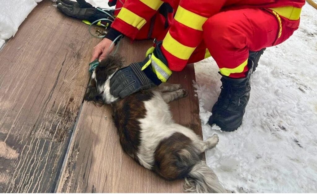 Un suflet nevinovat salvat din incendiu: pompierii din Bistrița-Năsăud au resuscitat un cățel cu oxigen