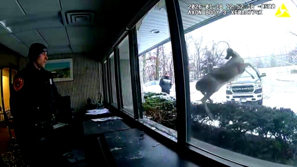 Un cerb „spart” o bancă din New York și a declanșat alarma: momentul a fost surprins pe video