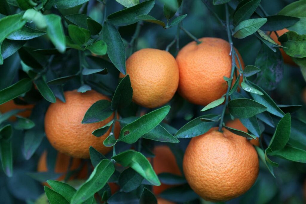 Câte mandarine trebuie să mănânci pe zi pentru a acoperi necesarul de vitamina C