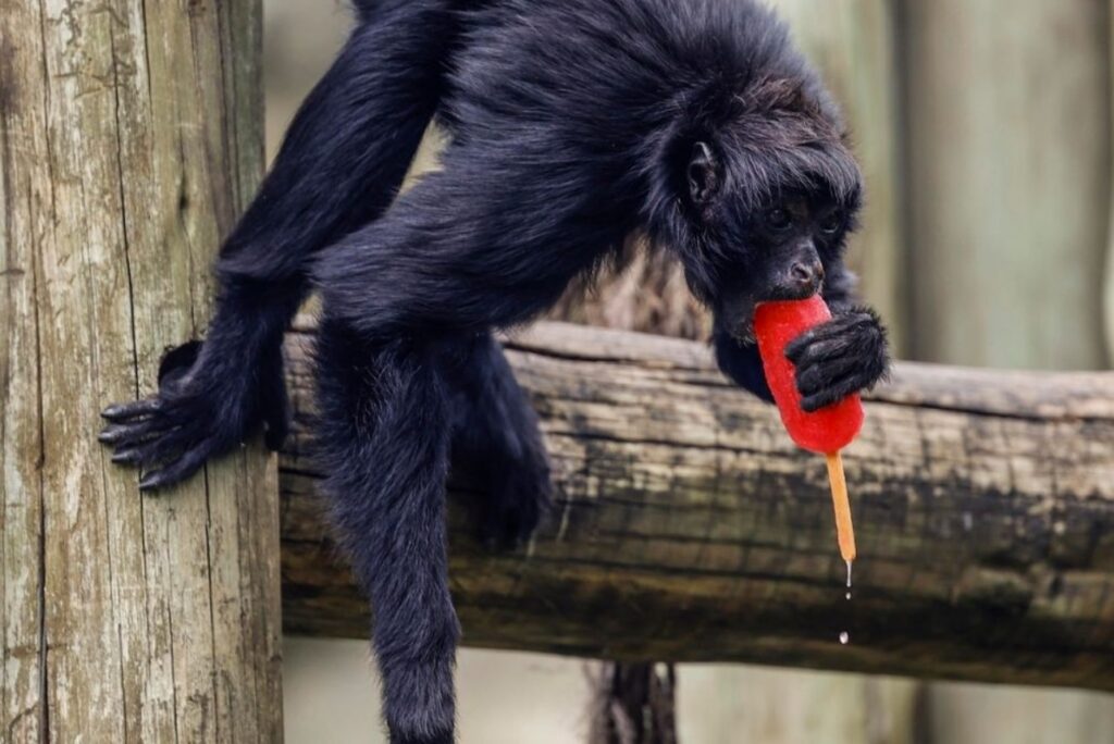 Rio de Janeiro: Animalele de la zoo primesc înghețată pentru a face față caniculei excesive