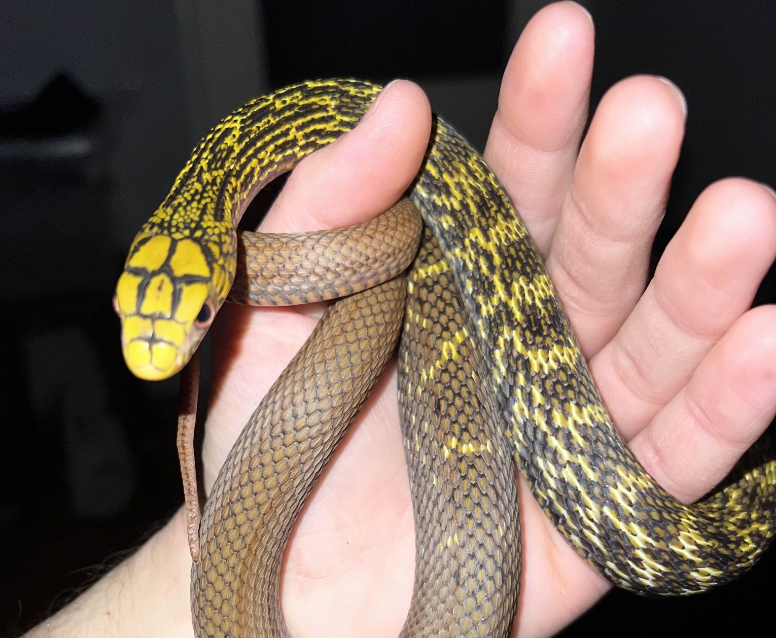 Crescătorie ilegală de reptile în Bihor