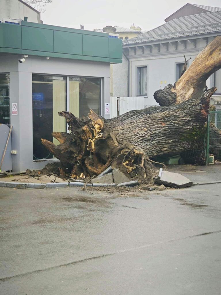 Eco-Civica cere expunerea stejarului de 300 de ani din București, ucis de carburanți