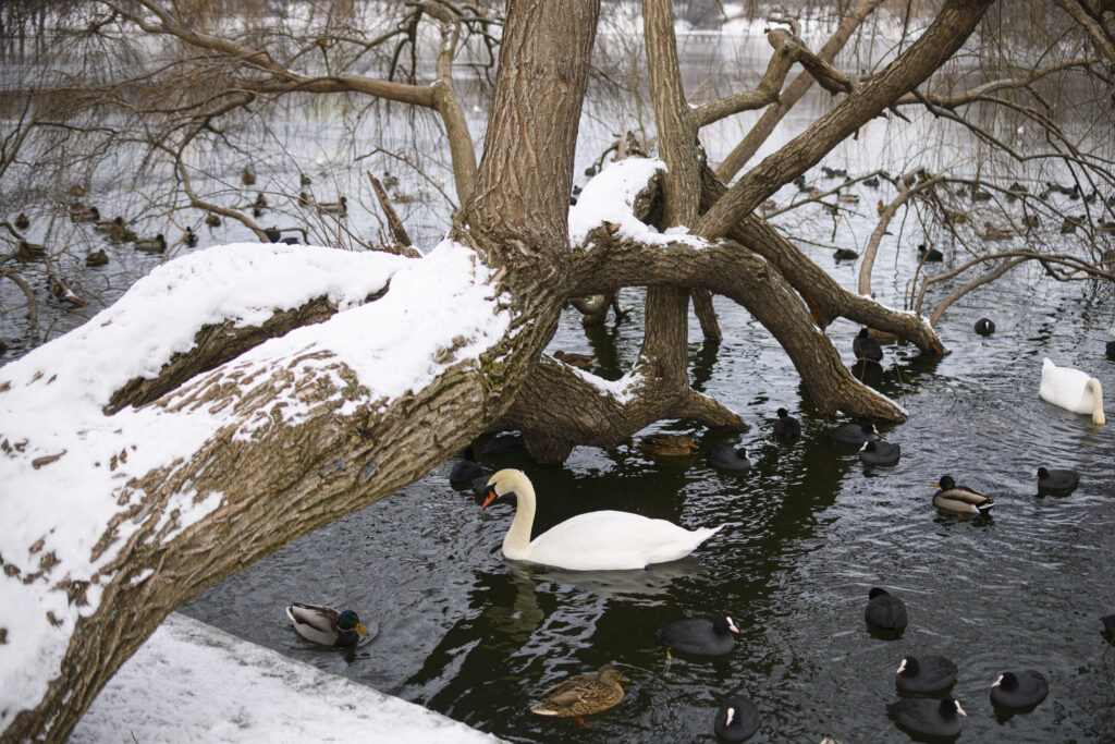 Zăpada, poleiul și gerul polar lovesc România. Temperaturi de -15 grade