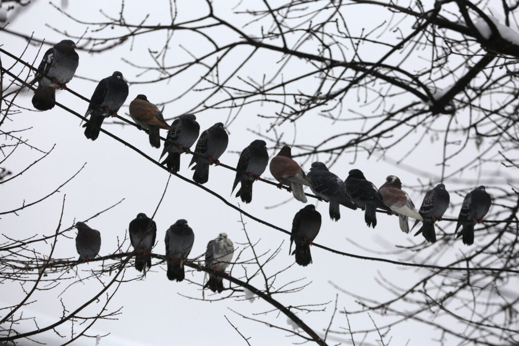 Vremea în România până pe 23 martie: estimările ANM pentru următoarele patru săptămâni