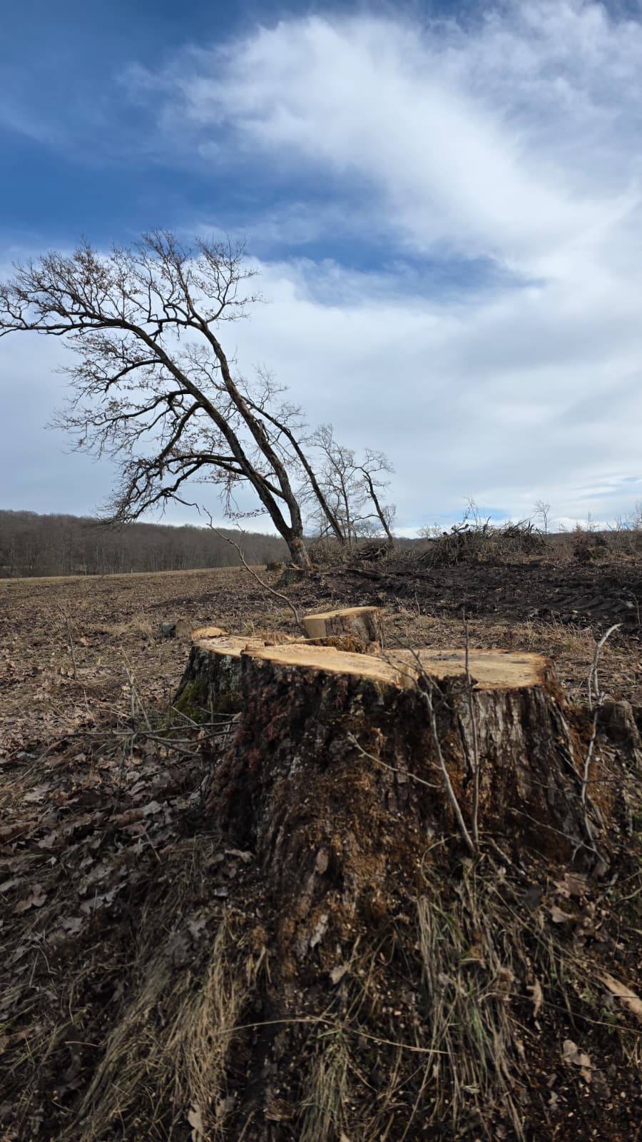 Tăieri ilegale de arbori în Brașov