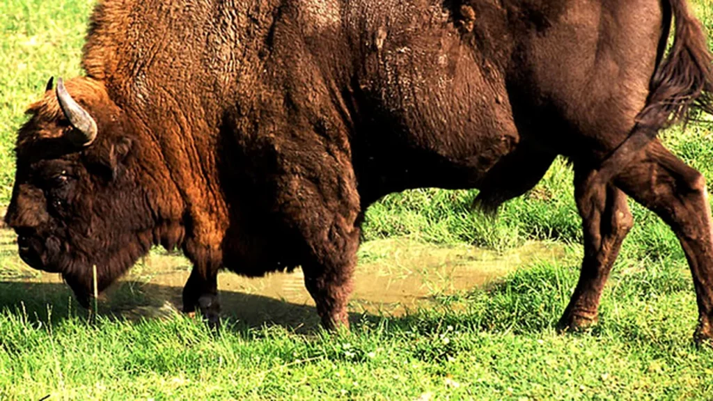 Încă 3 cadavre de animale descoperite la ferma din Cluj: peste 200 de bizoni, cerbi și mufloni morți