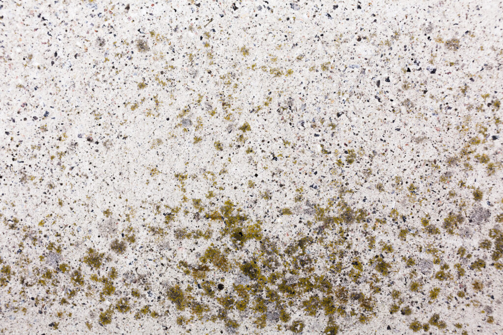 Studiu: Unde se ascunde mucegaiul toxic din casă și cum îți distruge plămânii