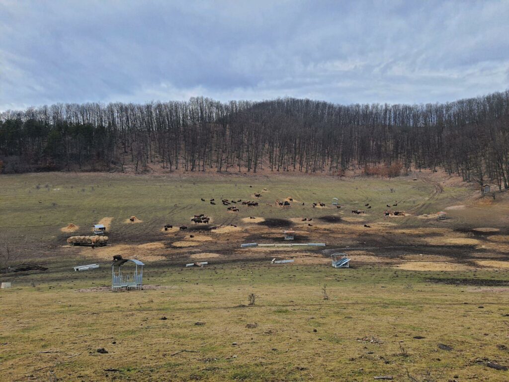 Dosar penal deschis după ce 214 animale au fost găsite moarte într-o fermă din județul Cluj